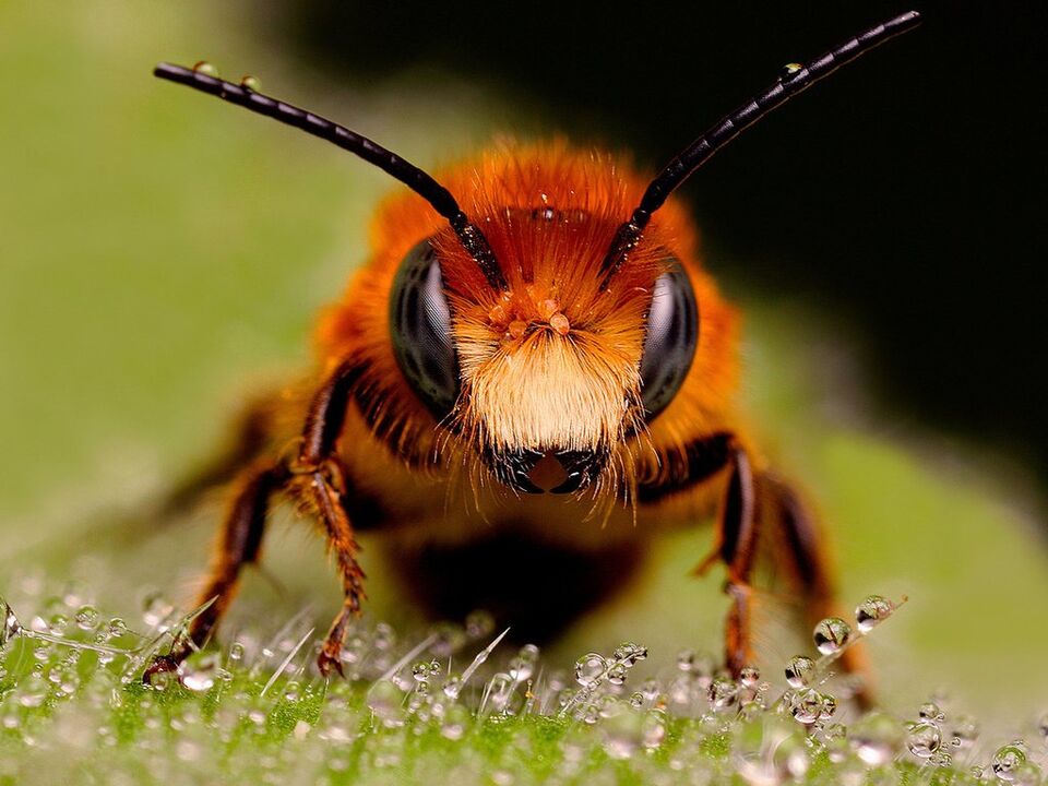 méh és méh méreg méhnyak osteochondrosisban